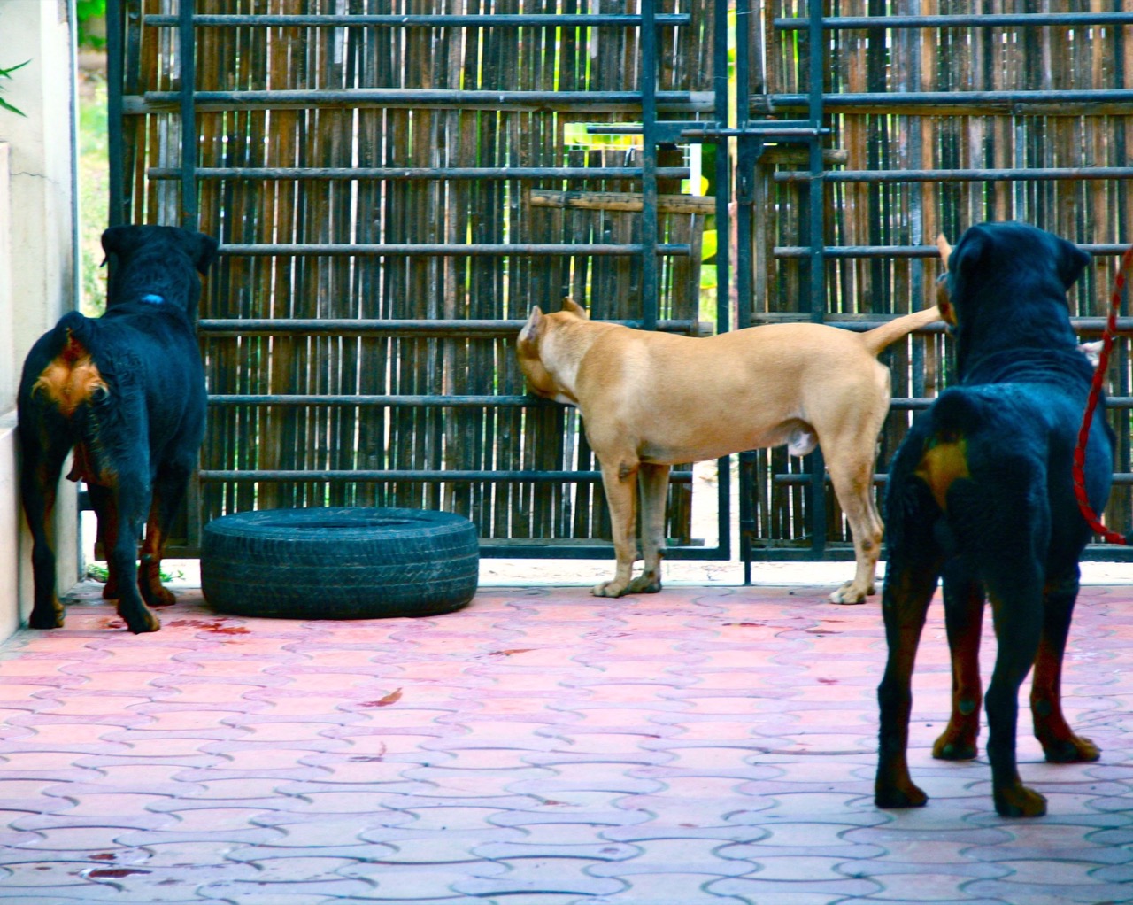 Dog Boarding & Hostel - Photo 56